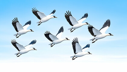 Fototapeta premium Flocks of cranes in flight against a clear sky