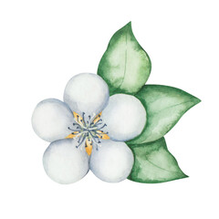 Watercolor floral illustration. Hand painted flower with blue, white petals, green leaves. Fruit tree blossoming flowers. Blooming sakura, apple, cherry, pear. Isolated nature clip art