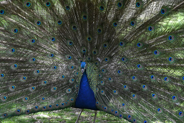 Obraz premium blue peacock wheel close-up in a park