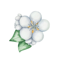 Watercolor floral illustration. Hand painted flower with blue, white petals, buds, green leaves. Fruit tree blossoming flowers. Blooming sakura, apple, cherry, pear. Isolated nature clip art