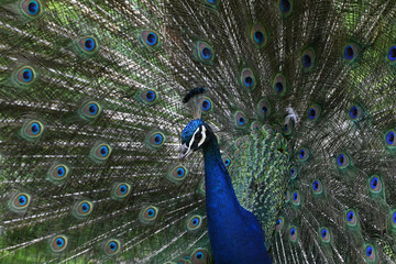 Obraz premium blue peacock wheel close-up in a park