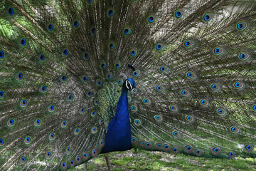 Obraz premium blue peacock wheel close-up in a park