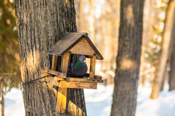 Pigeon bird sitting on a stick house birdhouse bird feeder in the park