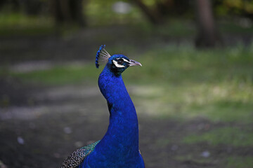 Fototapeta premium blue peacock walking in the grass