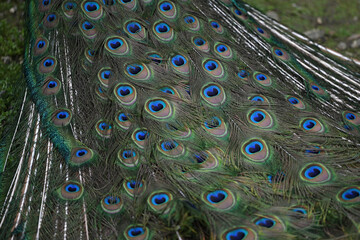 Obraz premium detail of blue peacock feathers