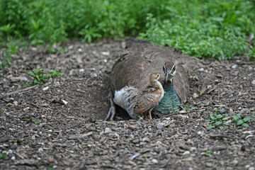 Obraz premium peacock and its chick coming out of the nest