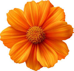 Obraz premium Top view of vibrant orange cosmos flower in bloom