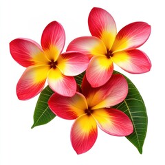 Fototapeta premium Tropical plumeria flowers leaves leaf green.