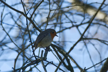 European robin (Erithacus rubecula) sitting on a tree branch in Zurich, Switzerland