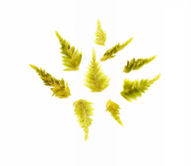 Green moss scattered, isolated on white background, top view, clipping