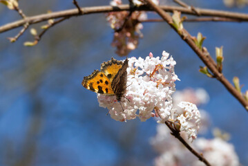 Large tortoiseshell (Nymphalis polychloros) perched on a white flower in Zurich, Switzerland