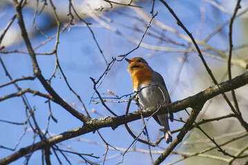 European robin (Erithacus rubecula) sitting on a tree branch in Zurich, Switzerland