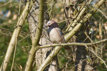 Eurasian Jay (Garrulus glandarius) perched on a tree branch in Zurich, Switzerland