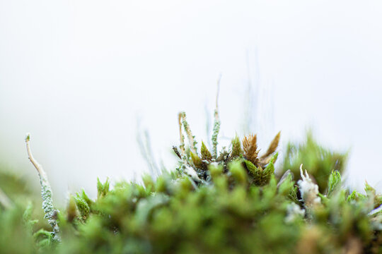 Macro close up of green moss and lichen plants covering rock