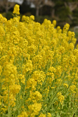 菜の花畑