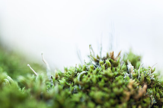 Macro close up of green moss and lichen plants covering rock