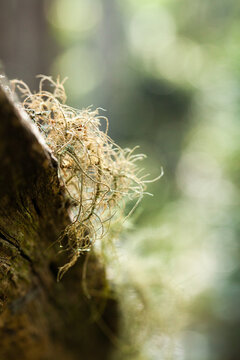 Delicate lichen plant growing on log in forest