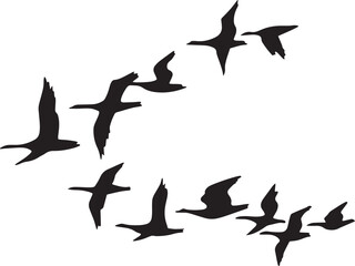 silhouettes of birds on white background