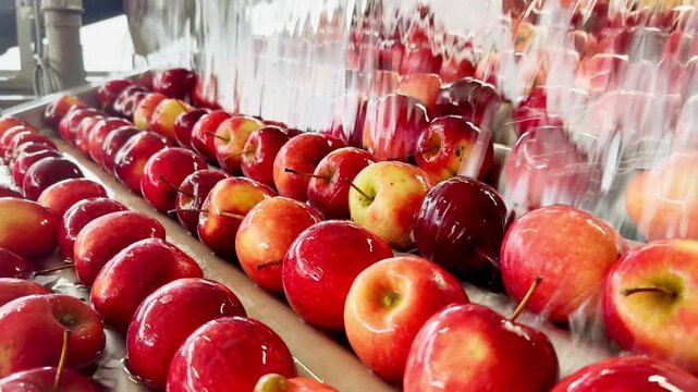 Red Story Inored apples emerging from water bath in a production pool, followed by a clean water rinse on the quality control and packing line