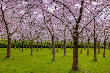 Obraz premium Cherry Blossom full bloom on the trees with green grass meadow, Beautiful white white pink Sakura flowers during spring season, Bloesempark (Kersenbloesempark) Amsterdamse Bos, Amstelveen, Netherlands