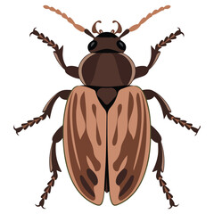Beetle bug illustration