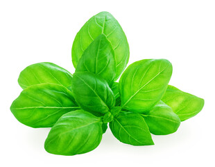 Basil isolated. Fresh Basil leaves&nbsp;on white background. Basil herb  food ingredient. Package design element..
