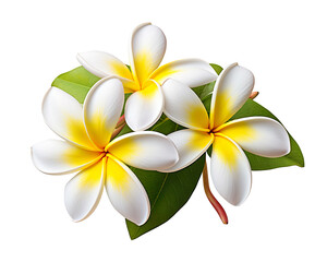 Frangipani plumeria flowers on a transparent background