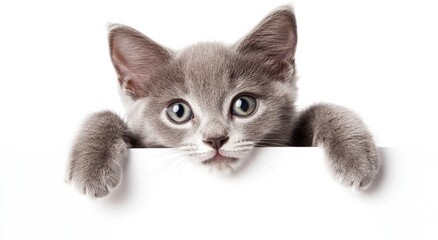 Obraz premium Curious Gray Kitten Peeking Over a Blank Sign