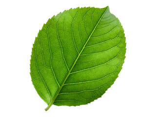 Obraz premium Vibrant green leaf, detailed macro shot on white background. Perfect for nature, ecology, botany, or health wellness projects. High-resolution image ideal for print or digital use.