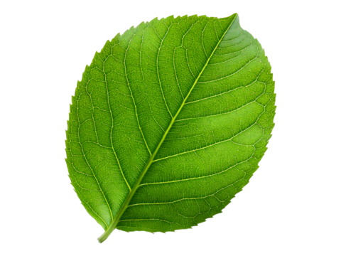 Vibrant green leaf, detailed macro shot on white background.  Perfect for nature, ecology, botany, or health  wellness projects.  High-resolution image ideal for print or digital use.