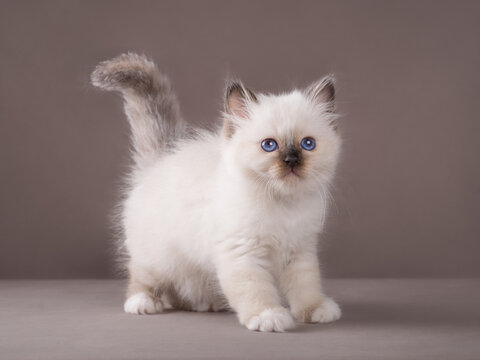 Cute adorable sacred birman kitten on isolated background