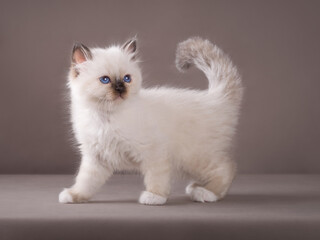 Cute adorable sacred birman kitten on isolated background