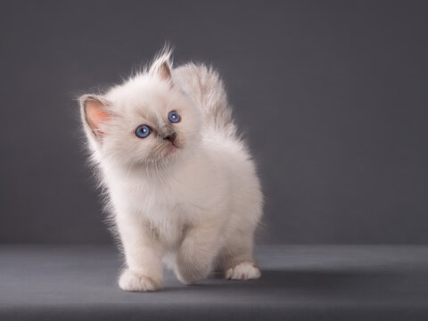 Cute adorable sacred birman kitten on isolated background