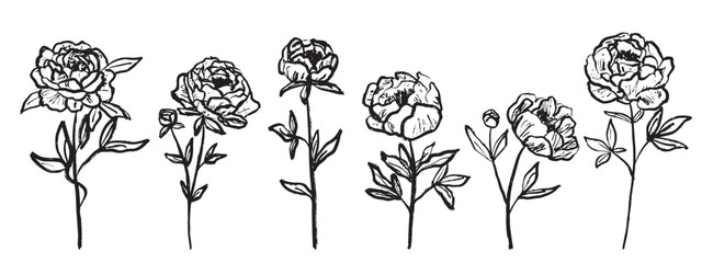 Peony flower collection design with leaves. logo design, Clothes print in brush stroke texture. Hand drawn vector sketch illustration in vintage charcoal ink style. Floral shop, invitation, wedding © Nataliya Pokrovska
