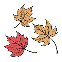 autumn maple leaves