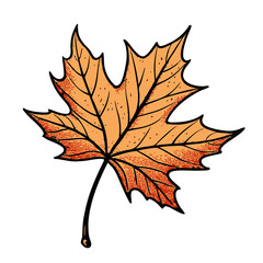 autumn maple leaf
