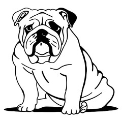 english bulldog puppy