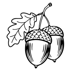 vector illustration of an acorn