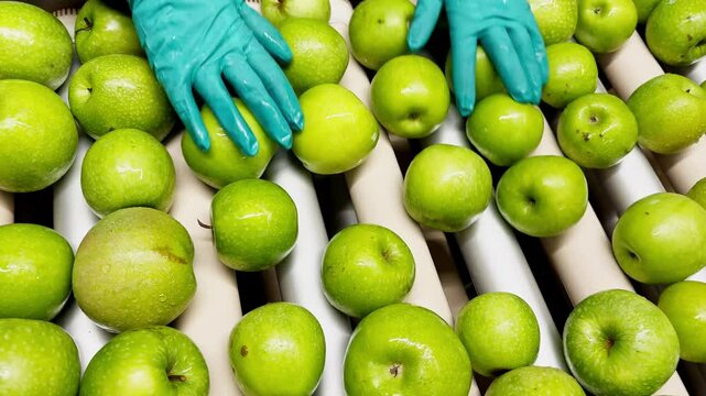 Woman in rubber gloves sorting green Granny Smith apples on a production line, removing rotten and second-category fruits.