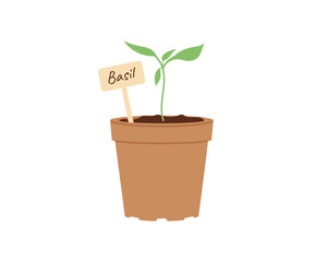 Basil seedling in small pot with label. Vector illustration for gardening, herbs and organic farming concepts