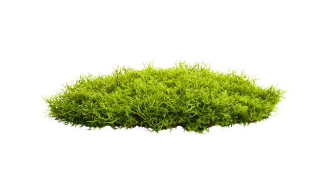 Classic forest moss that grows after each rainfall, a typical moss that is part of a healthy forest ecosystem.