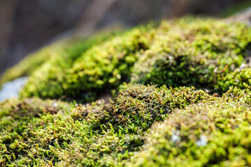 Bright green moss in the sunlight