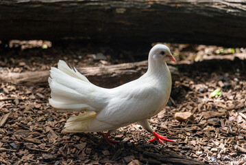 Domestic pigeon. Homing pigeon lovely. 