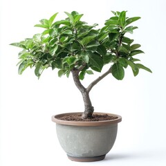 Obraz premium Lush Green Bonsai Tree in a Gray Pot on White Background