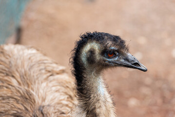 A Striking Close-Up of an Emu