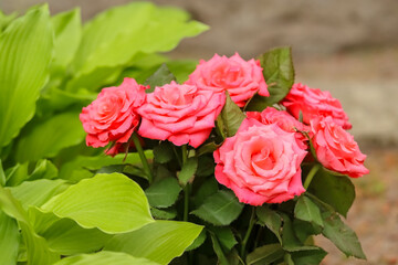 A bouquet of beautiful, fresh red roses on the grave.