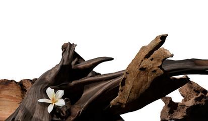 Fototapeta premium Driftwood sculpture with plumeria flower, studio shot