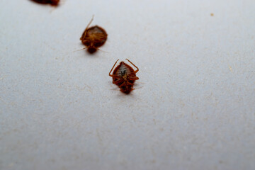 Bedbugs