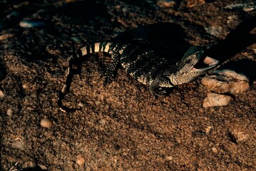 Nile Monitor