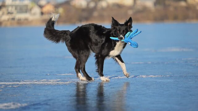 Energetic Border Collie tosses an octopus toy on frozen ground, fun snowy scene.